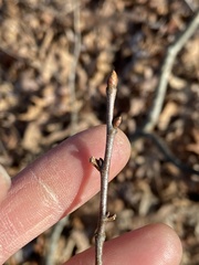 Castanea pumila
