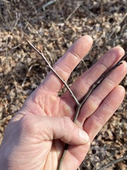 Castanea pumila