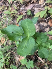 Thaspium trifoliatum