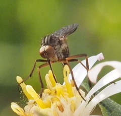 Empis