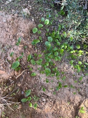 Arisarum
