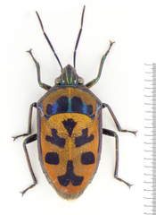 Tetrarthria variegata