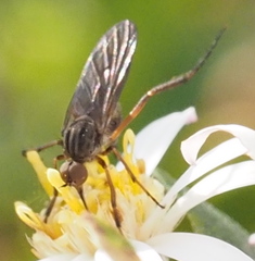 Empis