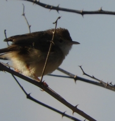 Prinia gracilis