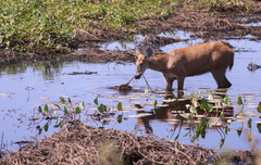 Blastocerus dichotomus