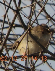 Prinia gracilis