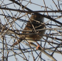 Prinia gracilis
