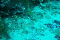 Serranus tigrinus