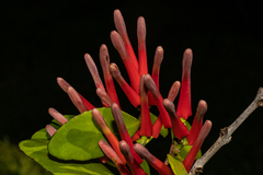 Peraxilla colensoi