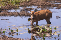 Blastocerus dichotomus