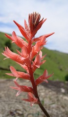 Sacoila lanceolata