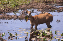 Blastocerus dichotomus