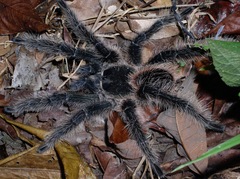 Lasiodora