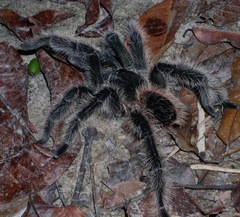 Lasiodora