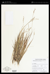 Dichanthelium perlongum