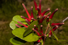 Peraxilla colensoi