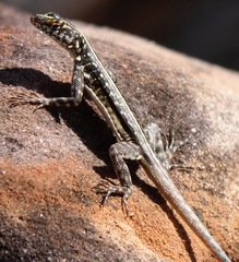 Tropidurus semitaeniatus