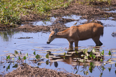Blastocerus dichotomus