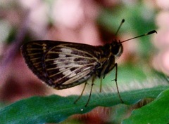Vehilius stictomenes