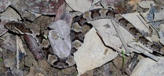 Xenodon rabdocephalus
