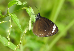 Euploea tulliolus