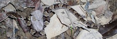 Xenodon rabdocephalus