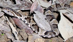 Xenodon rabdocephalus