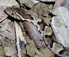 Xenodon rabdocephalus