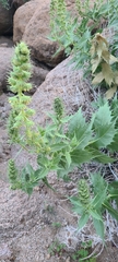 Ambrosia ilicifolia