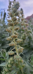 Ambrosia ilicifolia