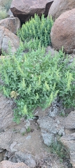 Ambrosia ilicifolia