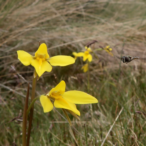 Image of Diuris monticola by no rights reserved