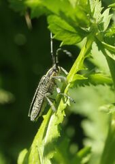 Agapanthia villosoviridescens
