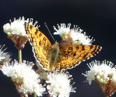 Phyciodes mylitta