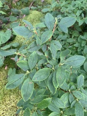 Rhododendron pilosum