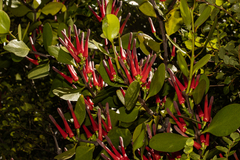 Peraxilla colensoi