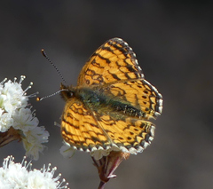 Phyciodes mylitta