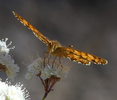 Phyciodes mylitta