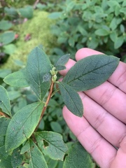 Rhododendron pilosum