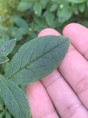 Rhododendron pilosum