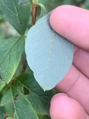 Rhododendron pilosum