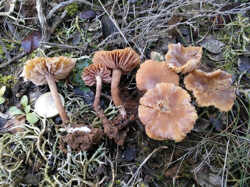 Laccaria albifolia