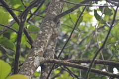 Sittasomus griseicapillus