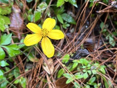 Bidens triplinervia