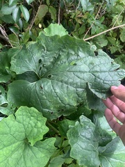 Arnoglossum reniforme