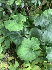 Arnoglossum reniforme
