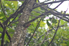 Sittasomus griseicapillus