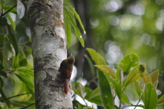 Sittasomus griseicapillus