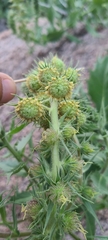 Ambrosia ilicifolia