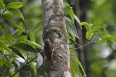 Sittasomus griseicapillus